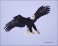 Alaska;Kenai-Peninsula;Bald-Eagle;Flight;Haliaeetus-leucocephalus;Flying-bird;On